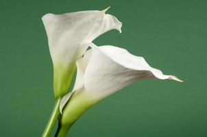 flores de lírio de calla