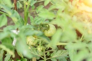 os arbustos de tomates verdes, tomates verdes na árvore de tomate em estufa foto