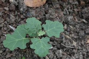 berinjela de ervilha de frutas roxas no fundo escuro do solo. outro nome é solanum trilobatum, berinjela de pardal. foto