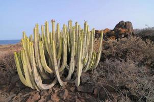 planta de cacto suculento no deserto