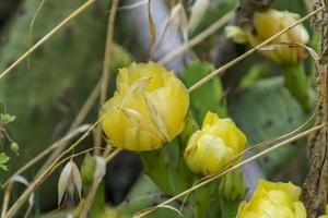 flores de pera espinhosa entre grama seca foto