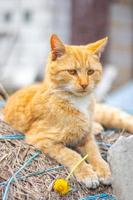 close-up de um gato doméstico vermelho descansando pacificamente no feno em um dia quente de verão. um engraçado gato listrado laranja se aquece ao sol. um animal de estimação fofo está se aquecendo sob o sol da primavera na grama seca. copie o espaço. foto