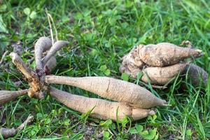 tubérculos de dália no chão, brotando. bulbos híbridos antes do plantio. olho de um tubérculo dália com um broto - pronto para o plantio de primavera. uma planta da família asteraceae com raízes tuberosas. foto