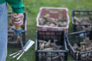 jardineira mulher no jardim mostra um ancinho no fundo de caixas de plástico. o conceito de jardinagem e verão sustentável. ancinho de helicóptero para jardinagem em mãos femininas. lugar para texto. foto