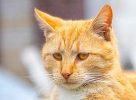 retrato de um gato vermelho em um fundo desfocado. cara de gato vermelho. o conceito de animais e animais de estimação. gato malhado laranja. vista frontal. foto