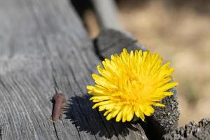 dente de leão amarelo encontra-se em um fundo de madeira velho com espaço de cópia. fundo com uma flor amarela no jardim de uma casa de campo na primavera ou no verão. foto macro de um dente de leão florescendo.