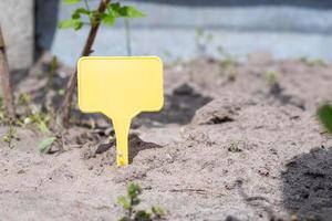 um marcador de jardim de plástico amarelo indicando uma planta no jardim. jardim de etiquetas para marcação. uma placa reutilizável é projetada para exibir informações sobre as culturas plantadas. foto