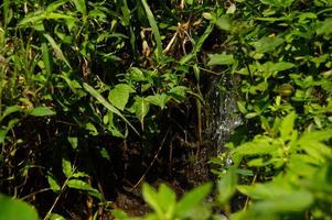 foco seletivo de água limpa de uma nascente que flui do topo das montanhas cercada por plantas verdes ao seu redor foto