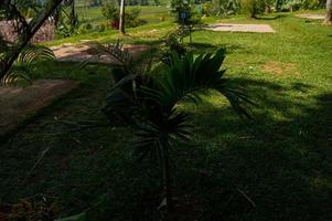 plantas no jardim. linda planta. plantas bem cuidadas. foto