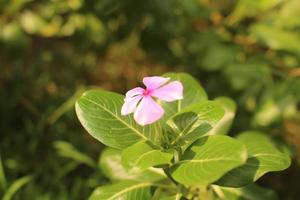 Captura aproximada de uma flor da lua rosa sob a luz do sol foto