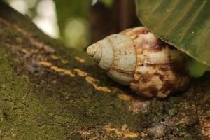 closeup tiro de concha de caracol de árvore em uma superfície de madeira foto