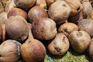 fundo de coco seco no mercado foto