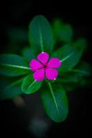 lindo cão rosa canina flor rosa rosa flor durante o dia. polegar verde dia da mãe terra foto