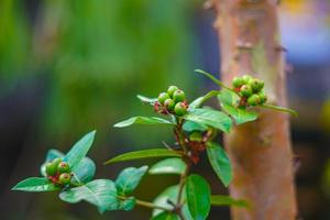 ardisia lurida é um arbusto perene ou uma pequena árvore que pode crescer até 7 metros de altura. a planta é colhida na natureza para uso local como alimento. foto