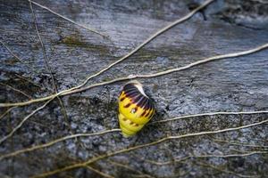 caracol amarelo bonito empoleirado na parede de cimento, um gastrópode sem casca gastrópode pulmonado moluscos gastrópodes foto