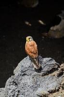 Kestrel cativo na rocha foto