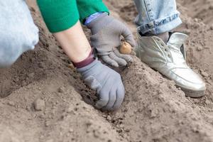 uma mulher agricultora planta manualmente tubérculos de batata no chão. preparando-se para a temporada de jardim. batata-semente. agricultor plantando batatas orgânicas no solo fértil do jardim. cultivo de vegetais. foto