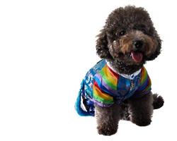 poodle preto com vestido estilo coreano foto