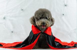 adorável cachorro poodle preto com vestido de drácula foto