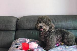 um adorável cachorro poodle preto sentado no sofá com o brinquedo foto