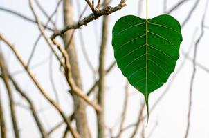 folha de bodhi de cor verde pendurada na árvore. foto