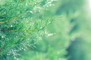 folhas verdes frescas de zimbro savin com gota de água nas folhas e luz bokeh. foto