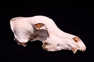 osso de crânio de cachorro seco foto