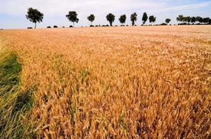 campo de trigo texturizado foto