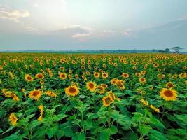 campos de girassol e vila, tiro de um campo de girassol no verão, uma imagem de um campo de girassóis foto