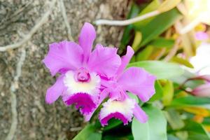 flores de orquídea rosa cattleya john lindley foto