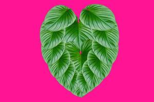 folhas verdes em forma de coração para o conceito de dia dos namorados, folha de árvore homalomena rubescens em fundo rosa foto