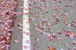 flores de trombeta rosa caem na rua. foto
