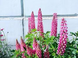 tremoços são lindas flores silvestres foto