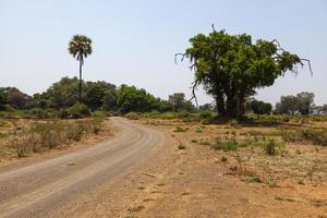 estrada de cascalho e palmeira perto de pafuri foto