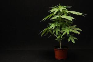 planta de cannabis em preto foto