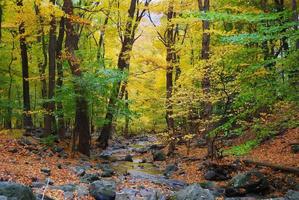 bosques de outono e riacho foto