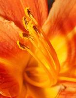 estames com pólen liliii laranja macro closeup foto
