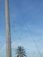 poste de energia com um enxame de aranhas foto