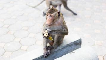 um macaco marrom estava sentado em um poste de cimento, comendo uma banana e olhou para a esquerda. foto