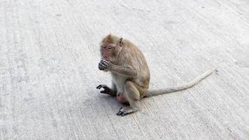 um macaco marrom estava sentado em um poste de cimento, comendo uma banana e olhou para a esquerda. foto