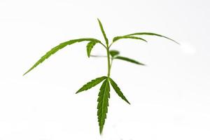 cultivo de cannabis, maconha erva verde leaves.soft foco. foto