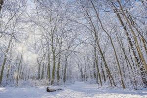 árvores da floresta cobertas de neve na luz do sol da noite gelada. belo panorama de inverno, caminho, aventura de liberdade foto