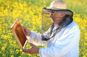 apicultor sênior experiente que trabalha no campo de colza em flor foto