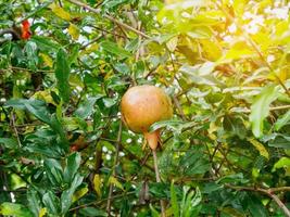 romã fruta no galho de árvore foto