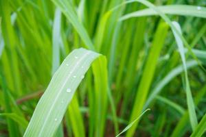 fundo de folha verde de planta de capim-limão foto