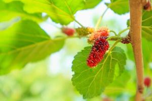 frutas frescas de amora vermelha no galho de árvore foto