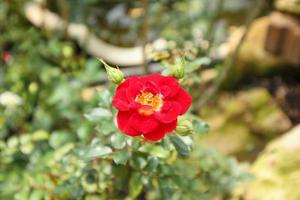 lindas rosas selvagens vermelhas naturais frescas no jardim de flores foto