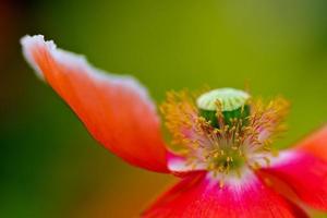 cabeça de flor de papoula vermelha. foto