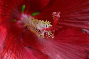 closeup flor vermelha