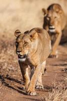 duas leoas se aproximam, caminhando diretamente em direção à câmera, neste